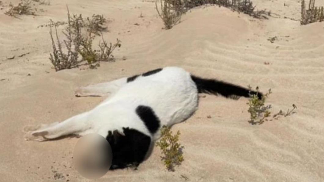 被丟包在沙漠中的貓多達近150隻。（圖／翻攝自oipainternational IG）