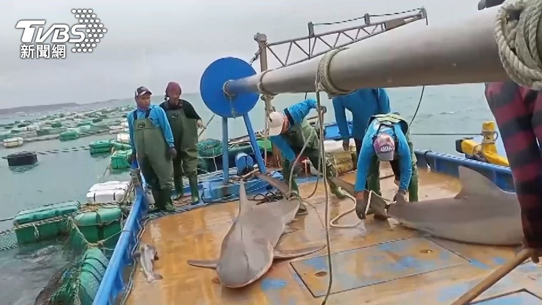 澎湖西嶼二崁天和養殖場近日又發生公牛鯊闖入箱網事件。（圖／TVBS）