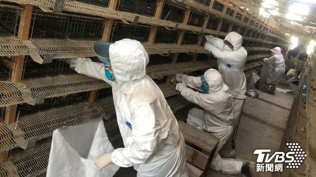 Taiwan boosts avian flu checks amid regional outbreaks (TVBS News) Taiwan boosts avian flu checks amid regional outbreaks