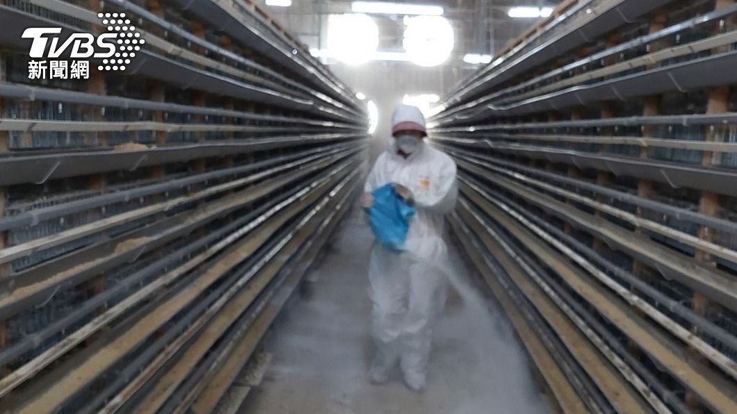 Chiayi reports first local avian flu outbreak this fall (TVBS News) Chiayi reports first local avian flu outbreak this fall