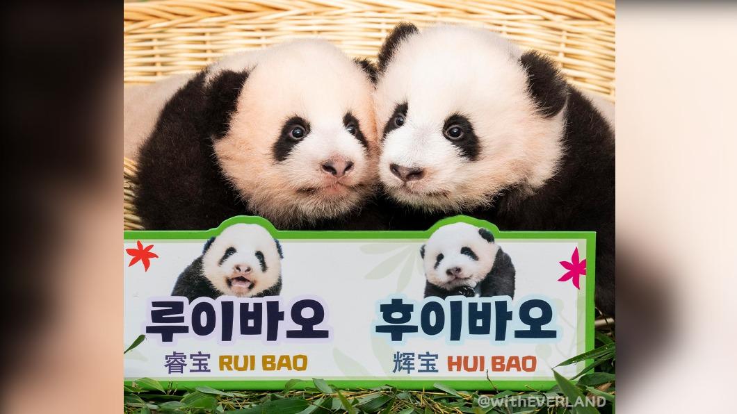 南韓愛寶樂園的貓熊雙胞胎，12日公佈牠們的名字。（圖／翻攝自에버랜드粉專）