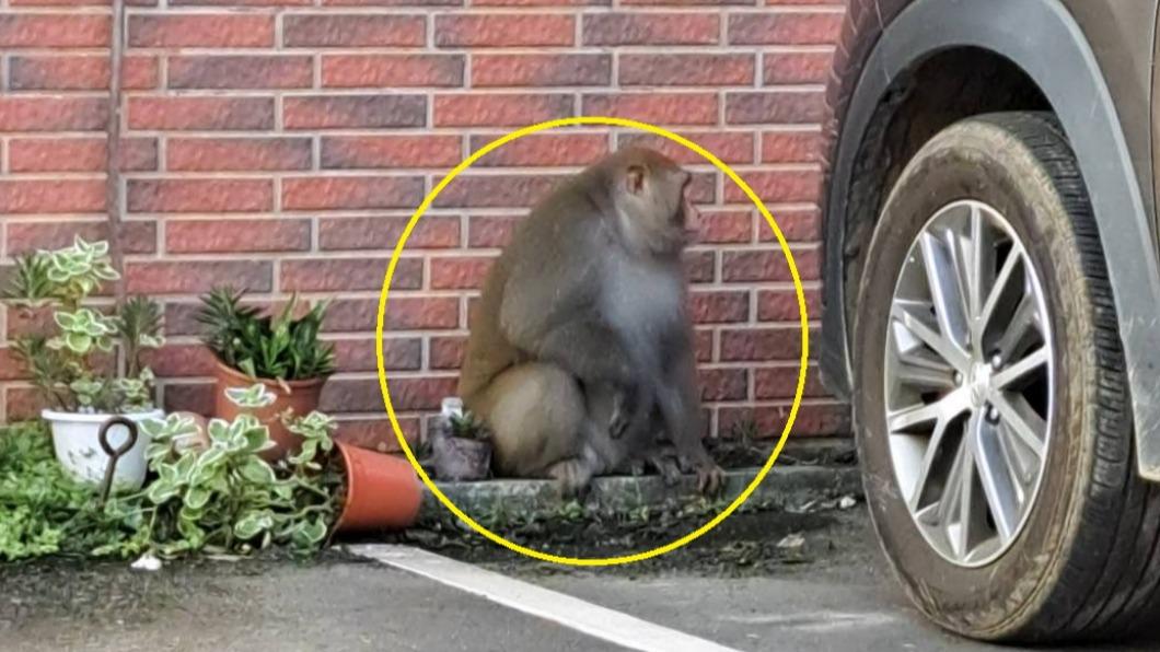 獼猴出現在雲林縣府的停車場。（圖／民眾提供）