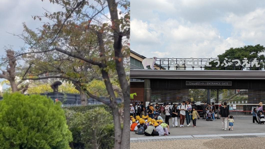 黑猩猩逃脫後，天王寺動物園緊急疏散遊客。（圖／翻攝自推特@seainblood、kmjum_v6）