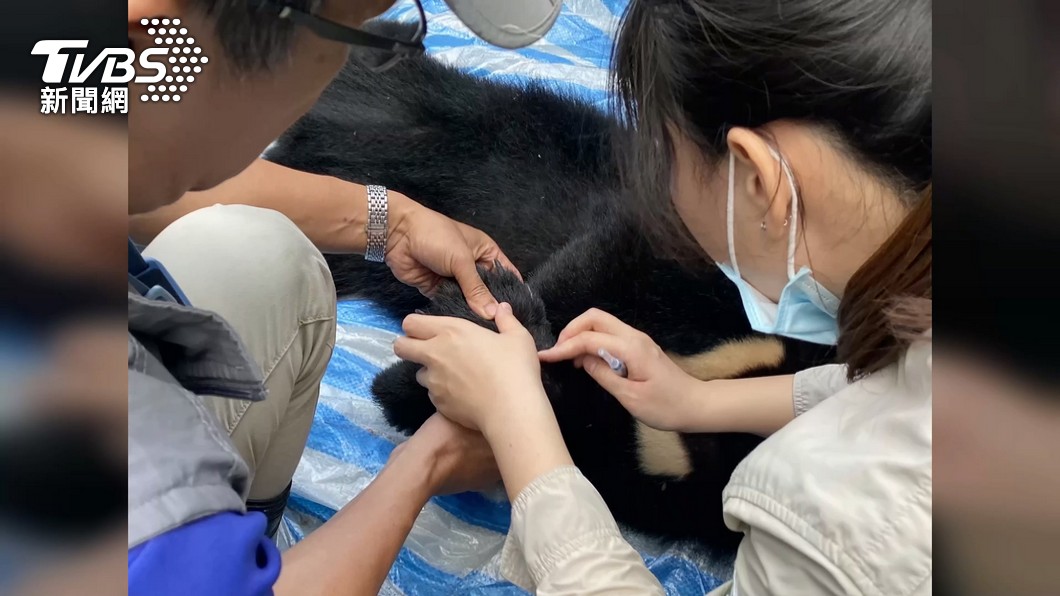 Formosan black bear released to the wild after FNCA’s care (TVBS News) Formosan black bear released to the wild after FNCA’s care