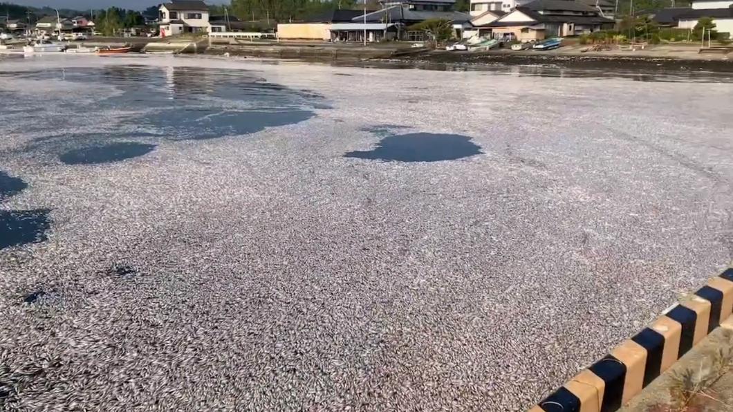 大量死去的沙丁魚滿布漁港周邊。（圖／翻攝自@1zA4j08swc8KMaI推特）