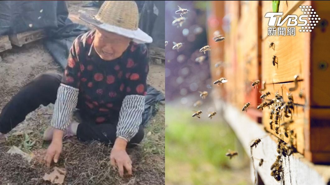 數十萬隻蜜蜂被毒死，蜂農跌坐在地哭喊。（圖／網易視頻、shutterestock達志影像）