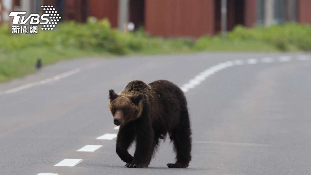 日本近來頻傳熊攻擊人的事件。（示意圖／shutterstock達志影像）