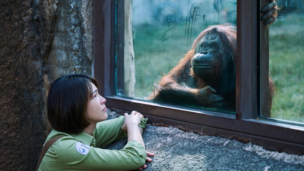 曾沛慈和紅毛猩猩「咪咪」對戲,直呼真的好難。(圖/米倉影業提供)