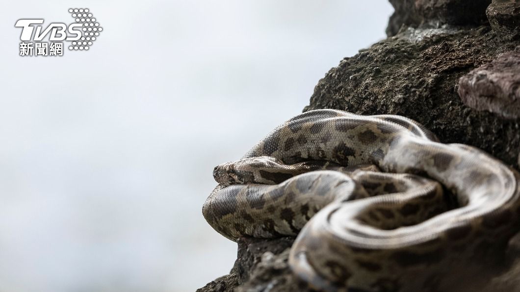 非洲岩蟒屬於保育類動物。（示意圖／Shutterstock達志影像）