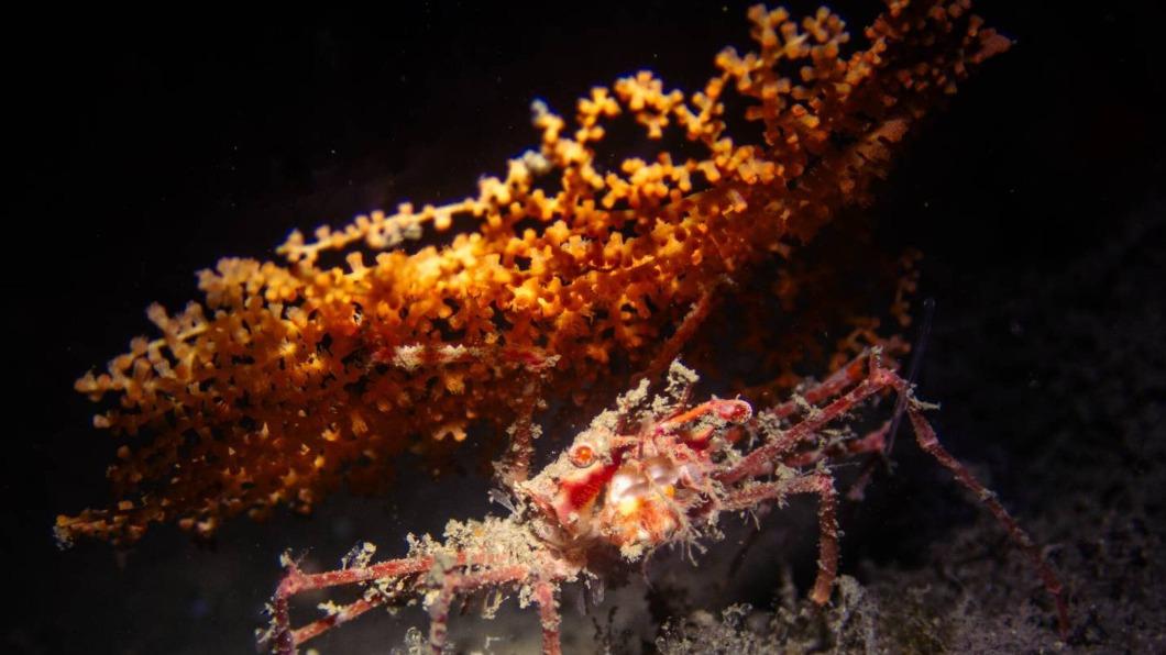 基隆潮境保育區記錄到深海蟹剪珊瑚。（圖／基隆市政府提供）