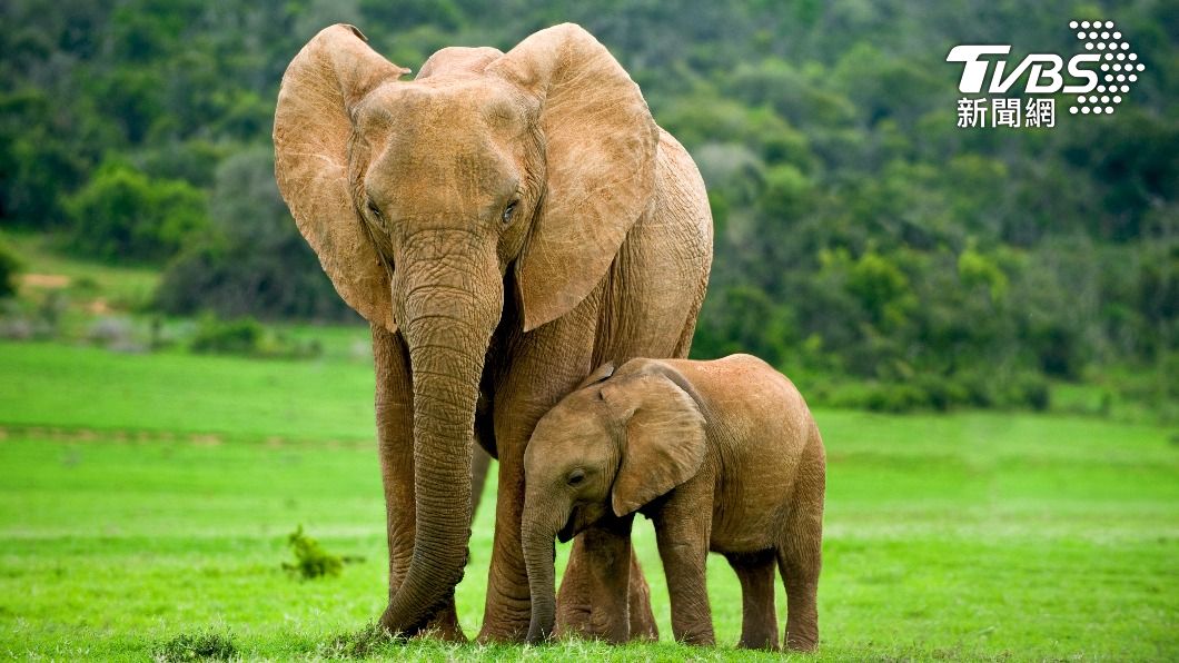 大象是現存最大的陸生動物。（示意圖／Shutterstock達致影像）