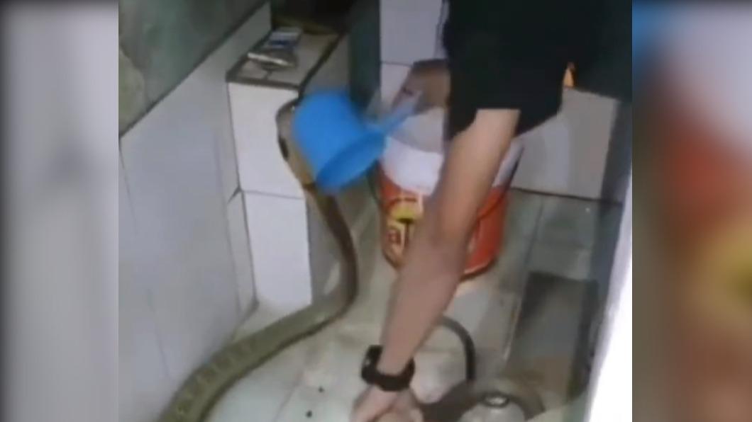 眼睛王蛇最後也張大了嘴咬了盆子，畫面相當的驚悚。（圖 / 翻攝自X）