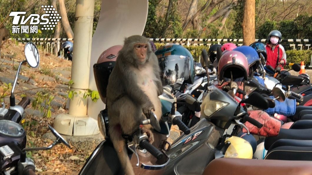 壽山獼猴密度高,當地常發生「人猴鬥法」的場景。(圖/林雅婷攝)