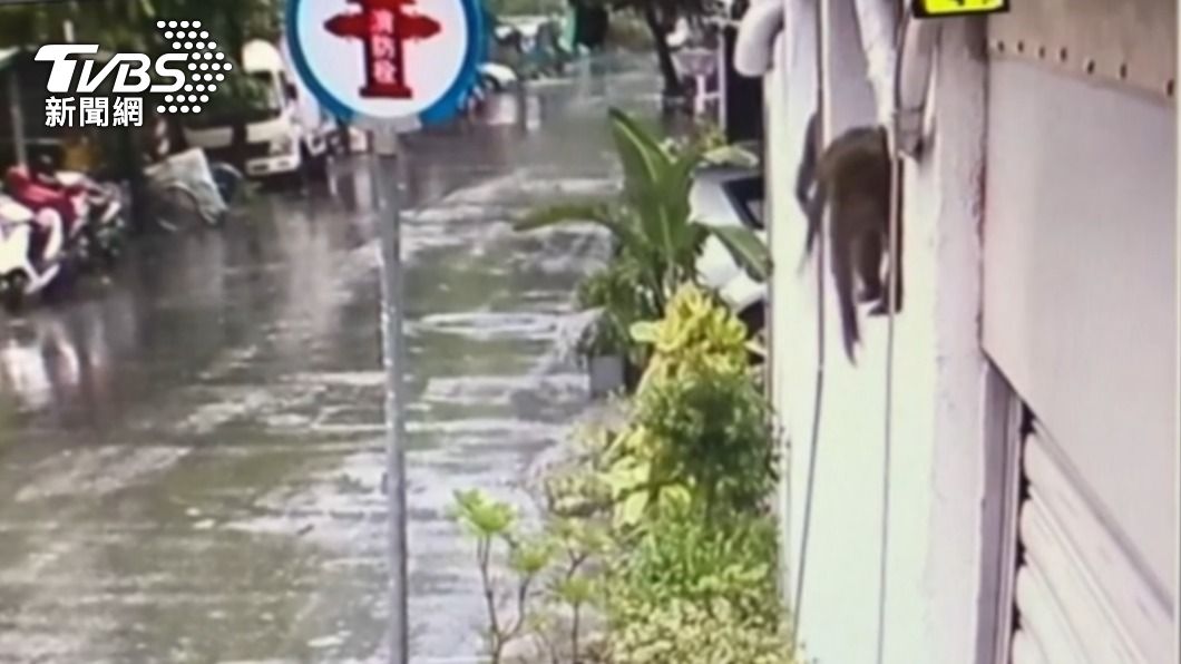 阿嬤的早餐店,因座落靠近柴山山腳下,許多獼猴都會聞香而來。(圖/TVBS)