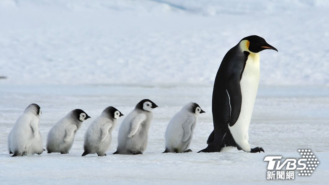南極首度偵測到H5N1病毒，可能對企鵝和當地其他物種構成威脅。（圖／達志影像Shutterstock）