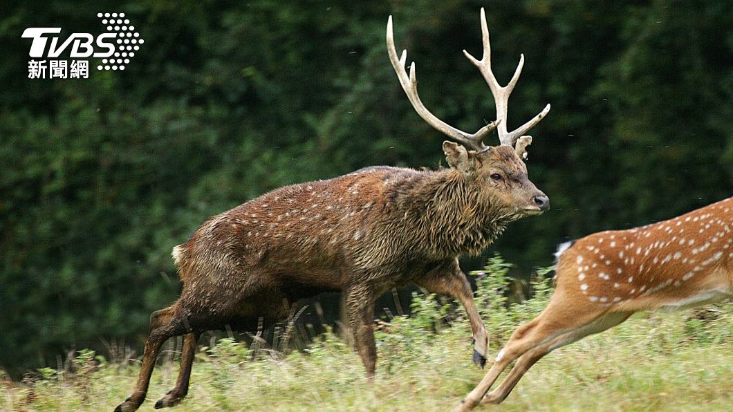 日本島根縣一名64歲男性飼育員疑似遭公鹿襲擊導致傷重身亡。（示意圖／shutterstock達志影像）
