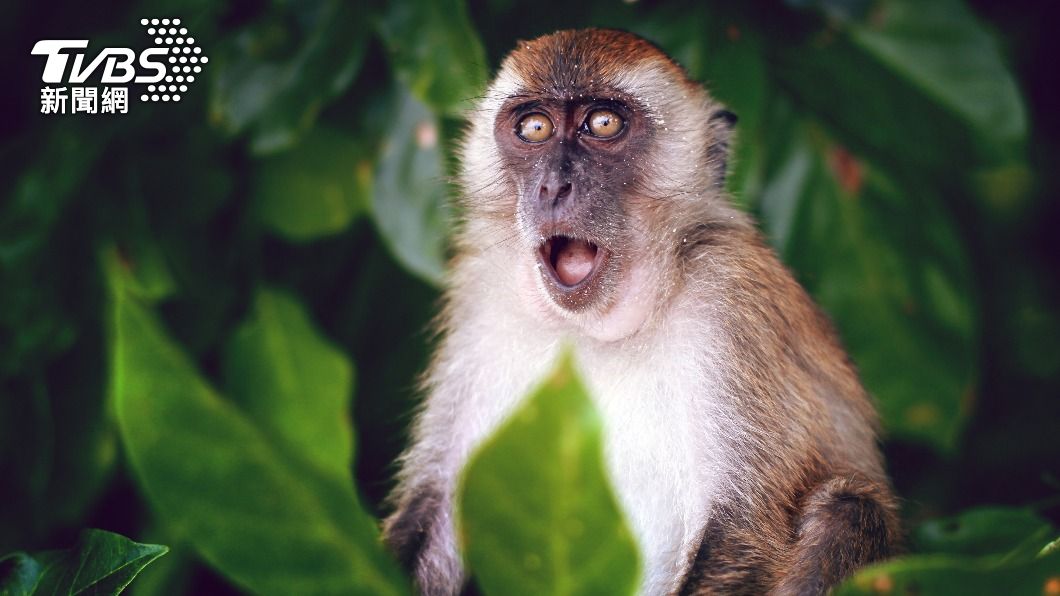 外送員送餐遇到猴子搶奪食物。（示意圖／Shutterstock達志影像）