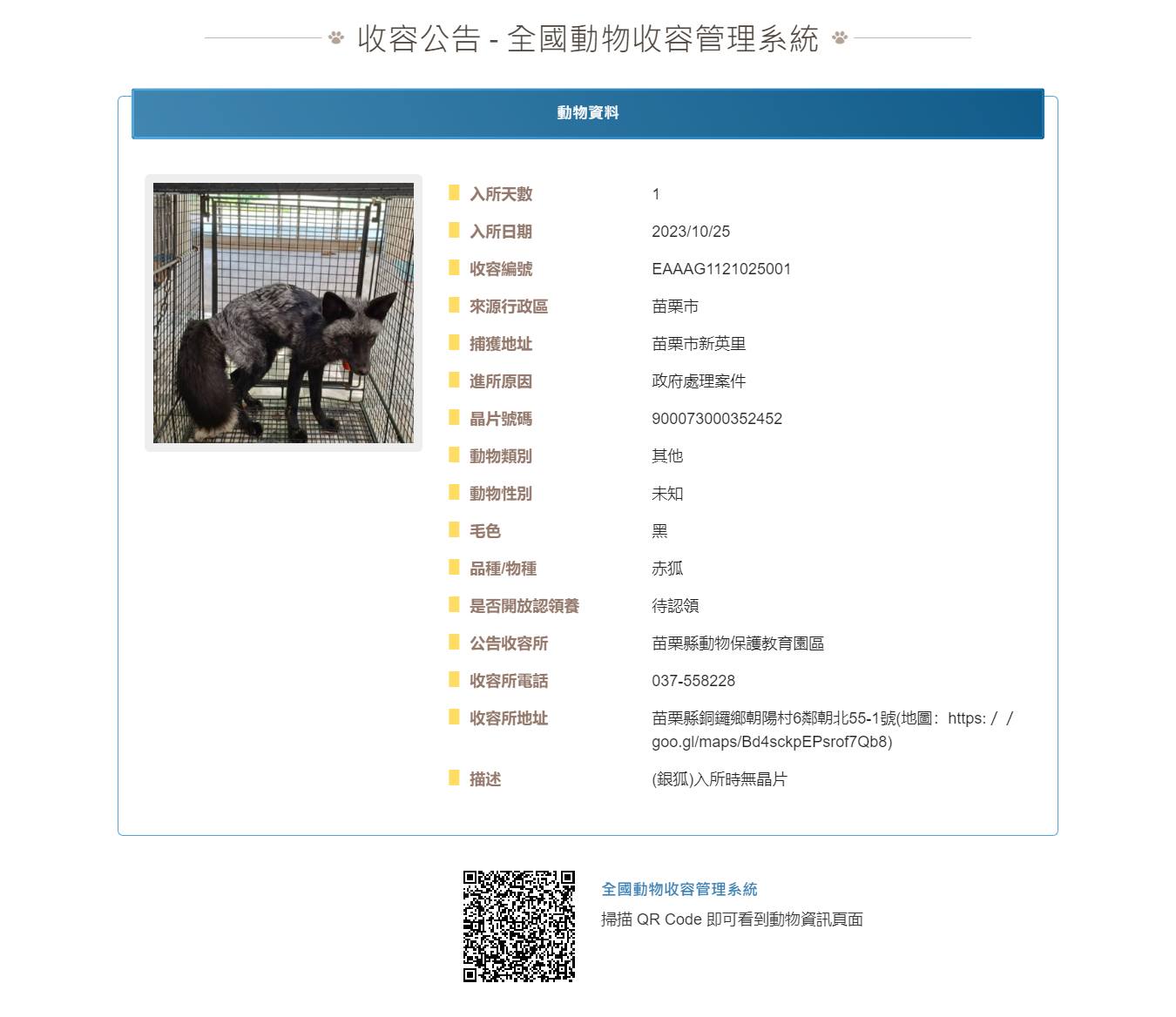 該隻銀狐已被植入晶片，等待主人前來認領。(圖／翻攝自　苗栗縣動物保護防疫所 臉書粉專）