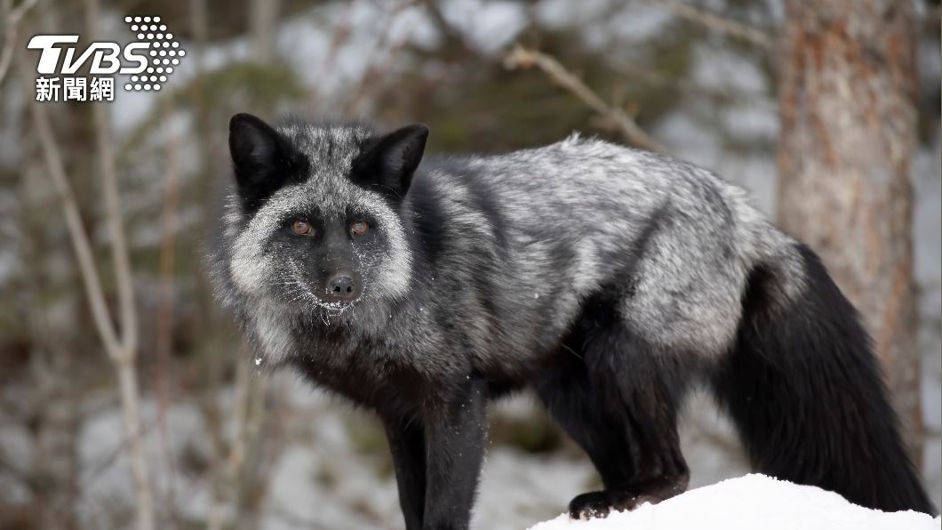 銀狐走失為動保所第一次遇到。（示意圖，與當事動物無關／Shutterstock達志影像）