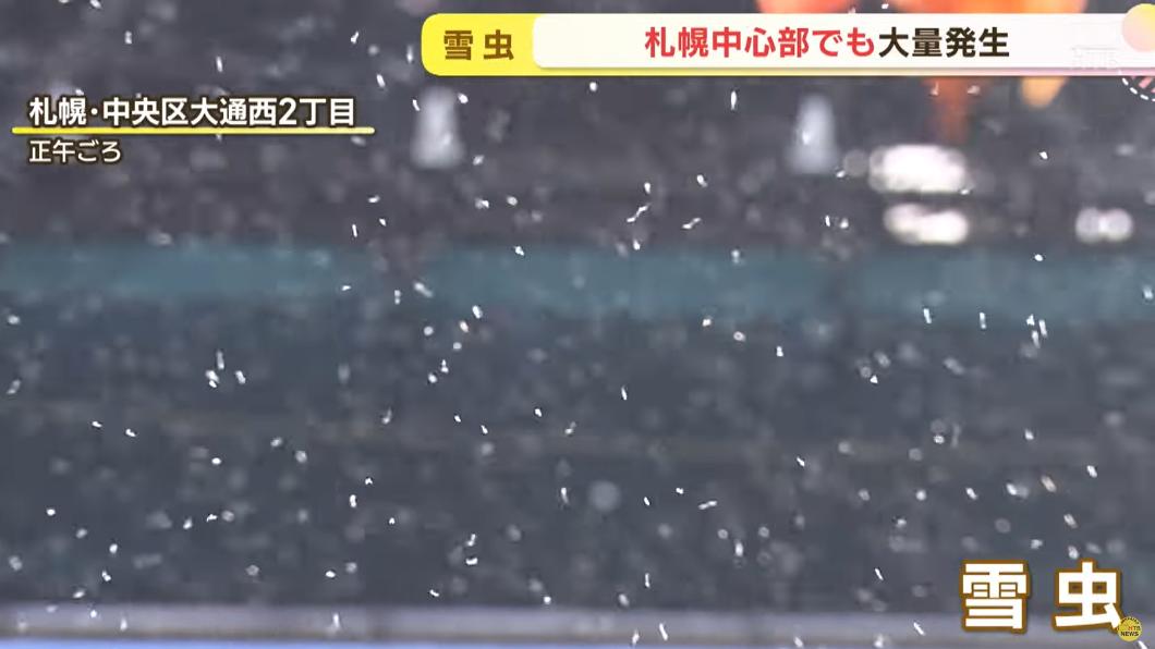 北海道受到夏秋高溫影響，今年「雪蟲」數量特別多，讓當地民眾和觀光客好困擾。（圖／翻攝自HTB北海道ニュース）