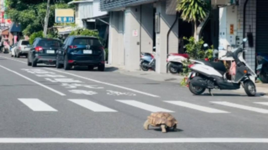 台南市南區南門路上（26）日下午出現1隻巨大象龜過馬路。（圖／翻攝自台南大小事臉書）