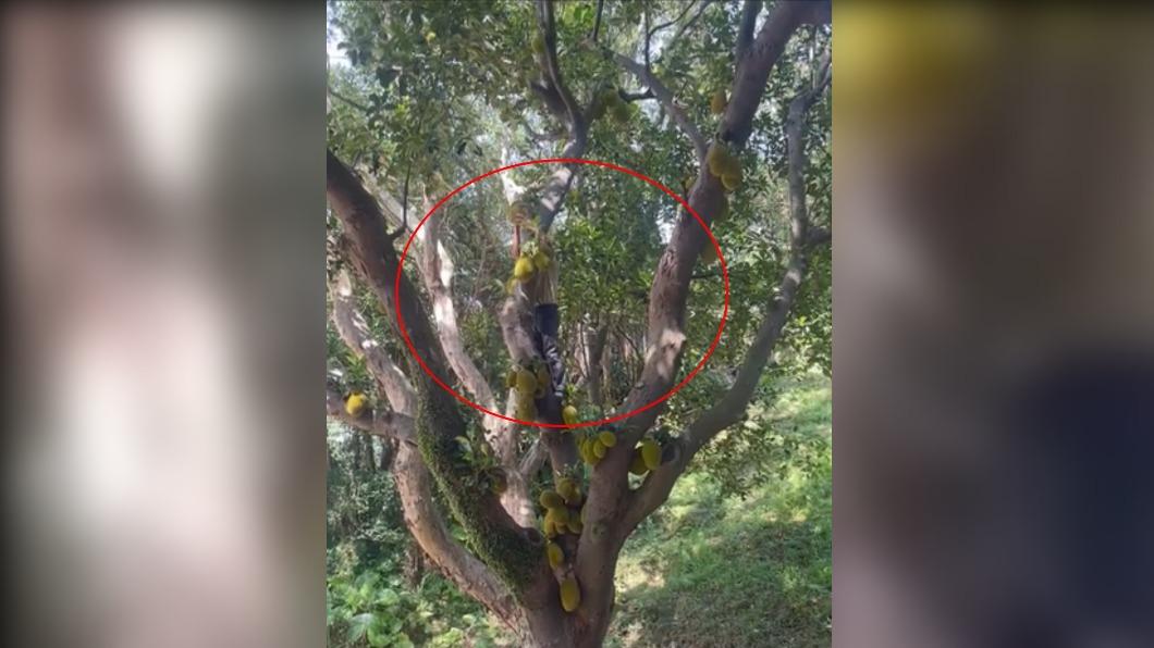 民眾日前拍下一名男子爬上基隆市政府列管的波羅蜜樹，偷摘樹上的波羅蜜。（圖／翻攝臉書基隆人）