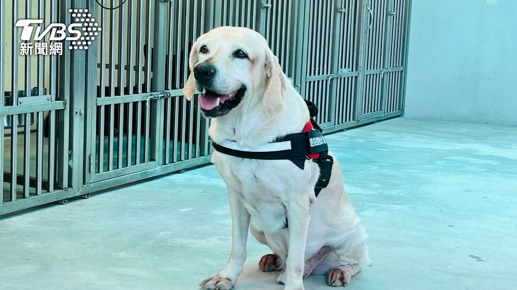 搜救犬鐵雄曾在災區尋獲生命。（圖／陳祁 攝）