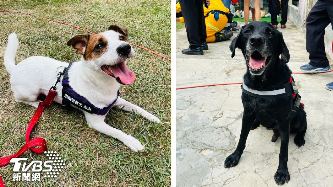 搜救犬本丸和鐵雄。（圖／陳祁 攝）