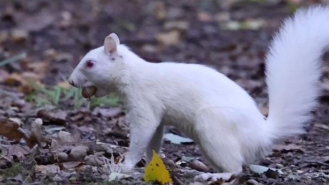 「白化松鼠」（Albino squirrel）極其罕見，專家估計機率為10萬分之1。（圖／翻攝自《鏡報》）