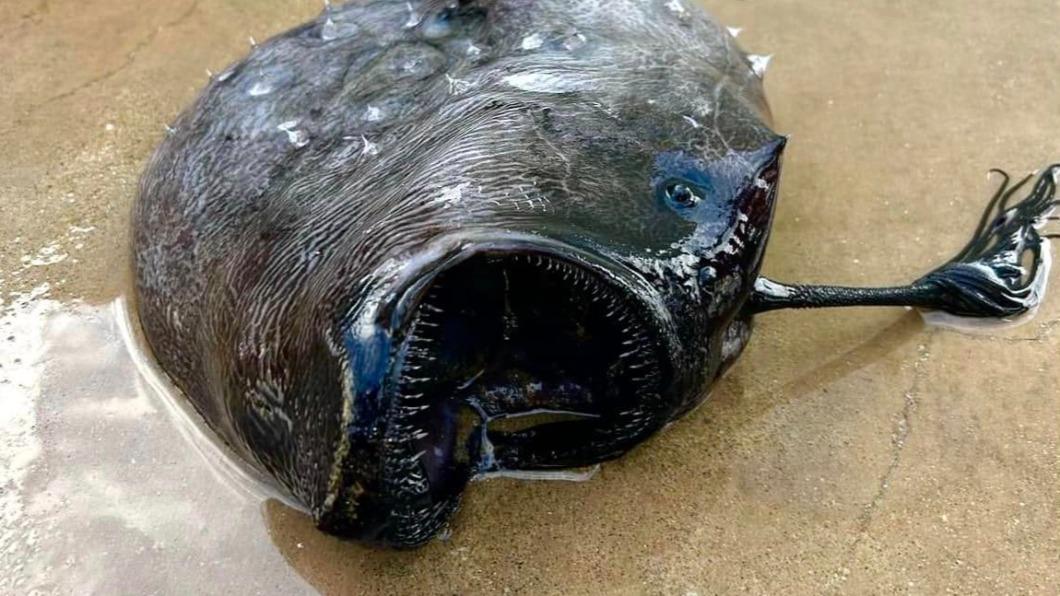13日加州海岸發現一條「深海水怪」屍體被沖上岸。（圖／翻攝自臉書California State Parks - Orange Coast District）
