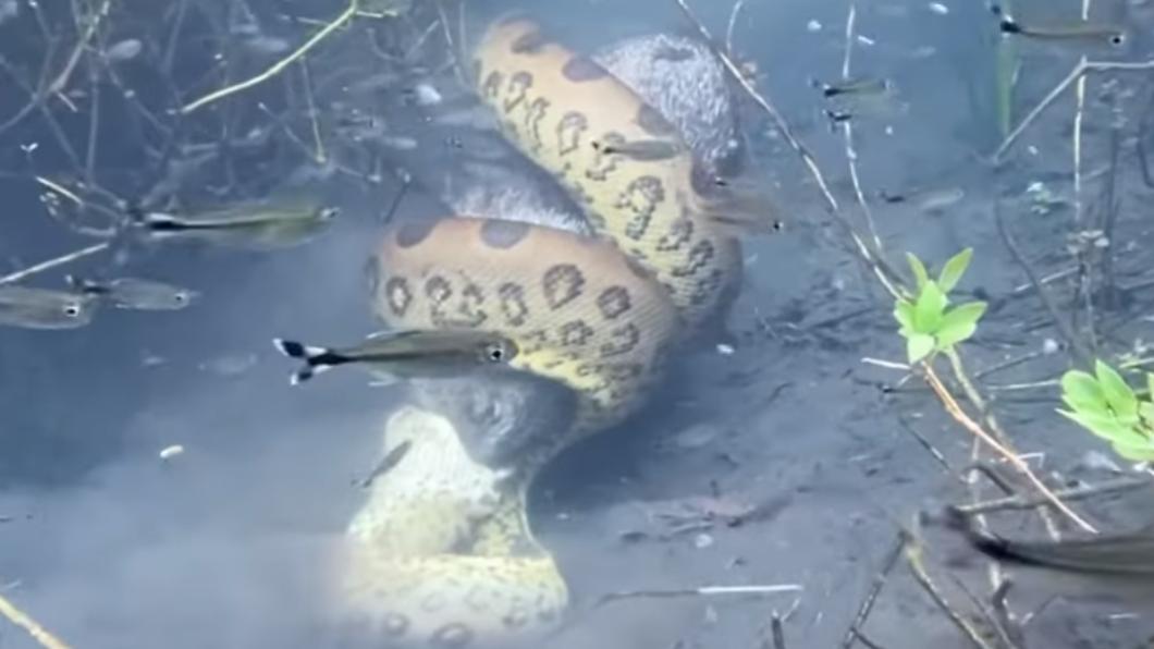 一名巴西導遊記錄下蟒蛇吞食野豬的過程。（圖／翻攝自YouTube Célio ARAÚJO頻道）