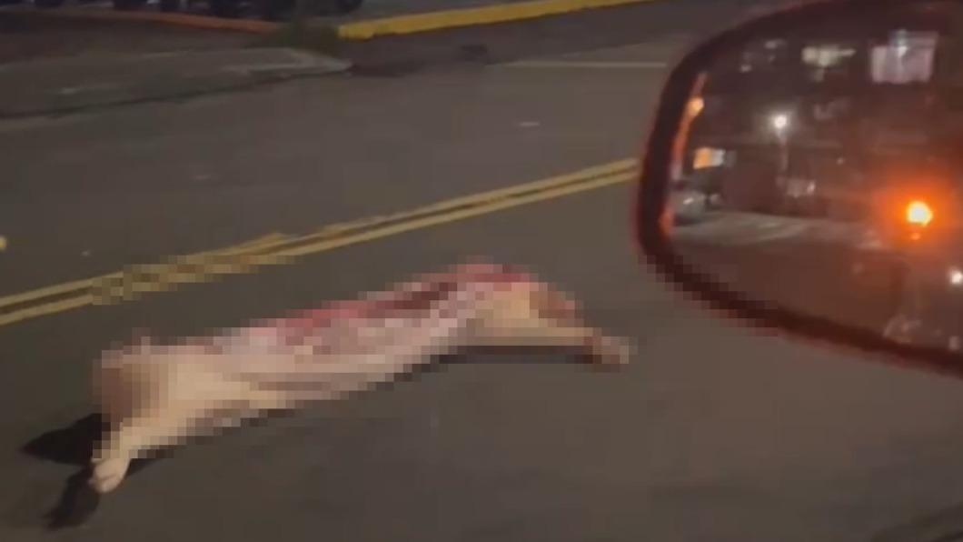 民眾昨天３０號晚間，拍攝到一輛載運豬肉的貨車，突然從車上掉落一頭「豬大體」。（圖／民眾提供）