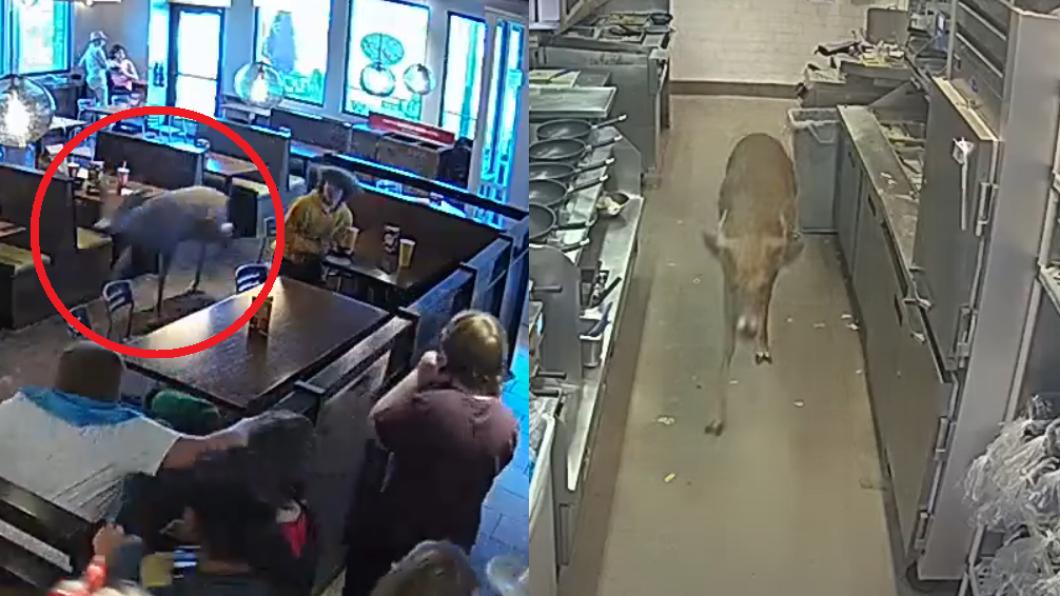一頭公鹿在用餐時間闖進餐館，在座位區、廚房徘徊。（圖／翻攝自@SusanKim4推特）