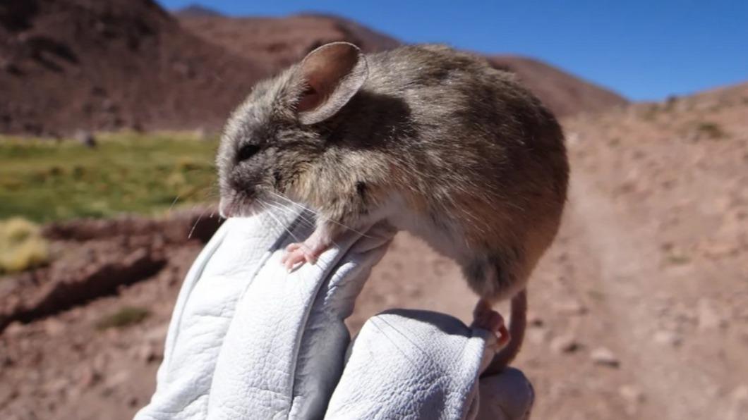 阿他加馬高原（Atacama Plateau）海拔6千公尺以上發現葉耳鼠（leaf-eared mouse）木乃伊。（圖／翻攝自《CNN》）
