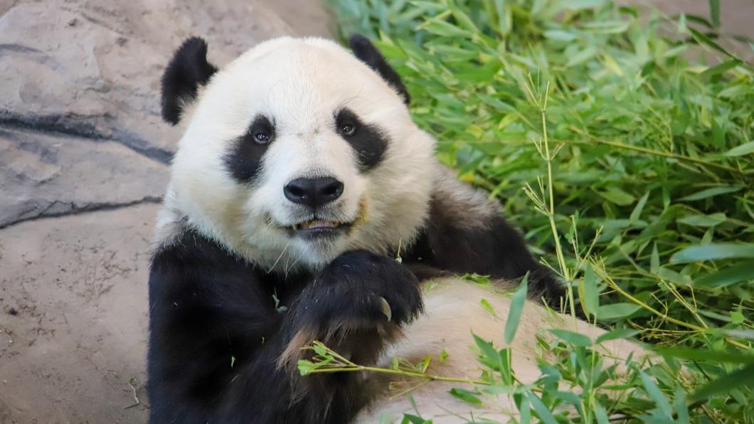 李強宣布提供澳洲2隻新熊貓。（示意圖／翻攝自Ähtärin Eläinpuisto粉專）
