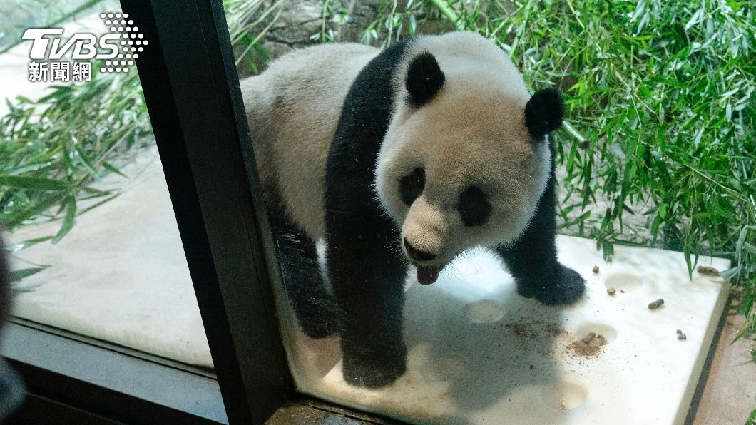 U.S. national zoo to return giant pandas to China (AP) U.S. national zoo to return giant pandas to China