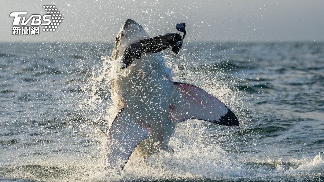 澳洲男子疑似衝浪時遭鯊魚襲擊身亡。（示意圖／Shutterstock達志影像）