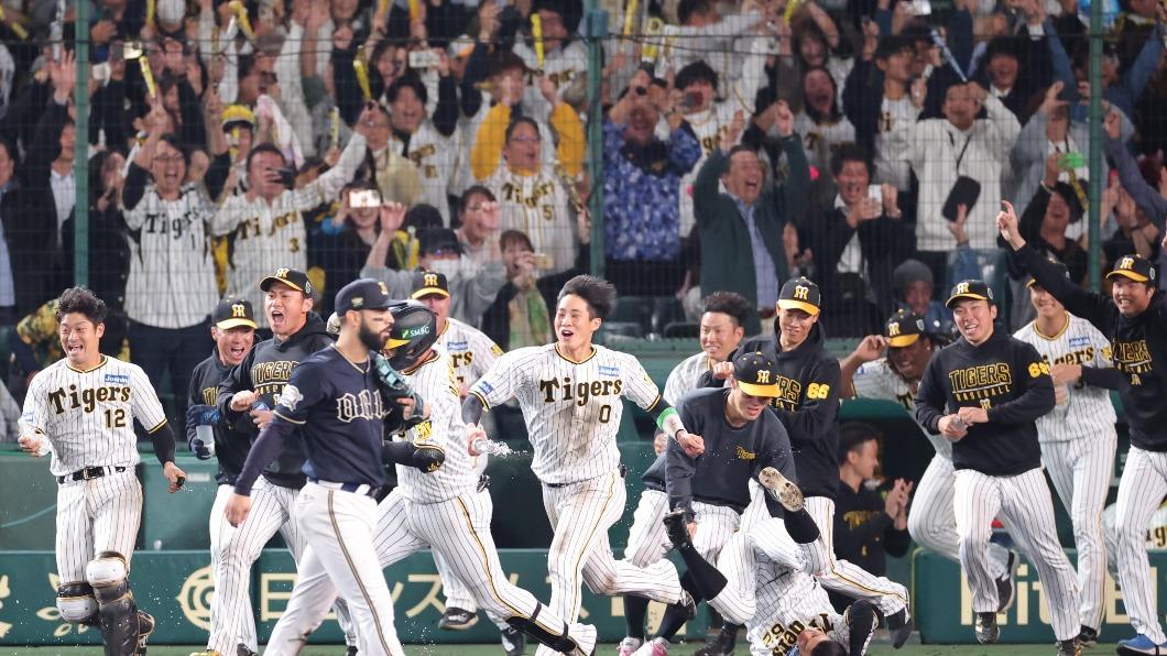 阪神隊贏球慶祝，(圖 /翻攝自@hochi_tigers)