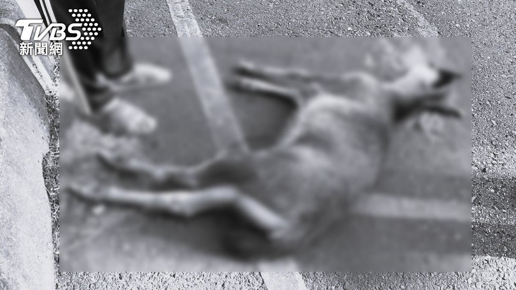 水鹿倒臥在車道上。（圖／TVBS）