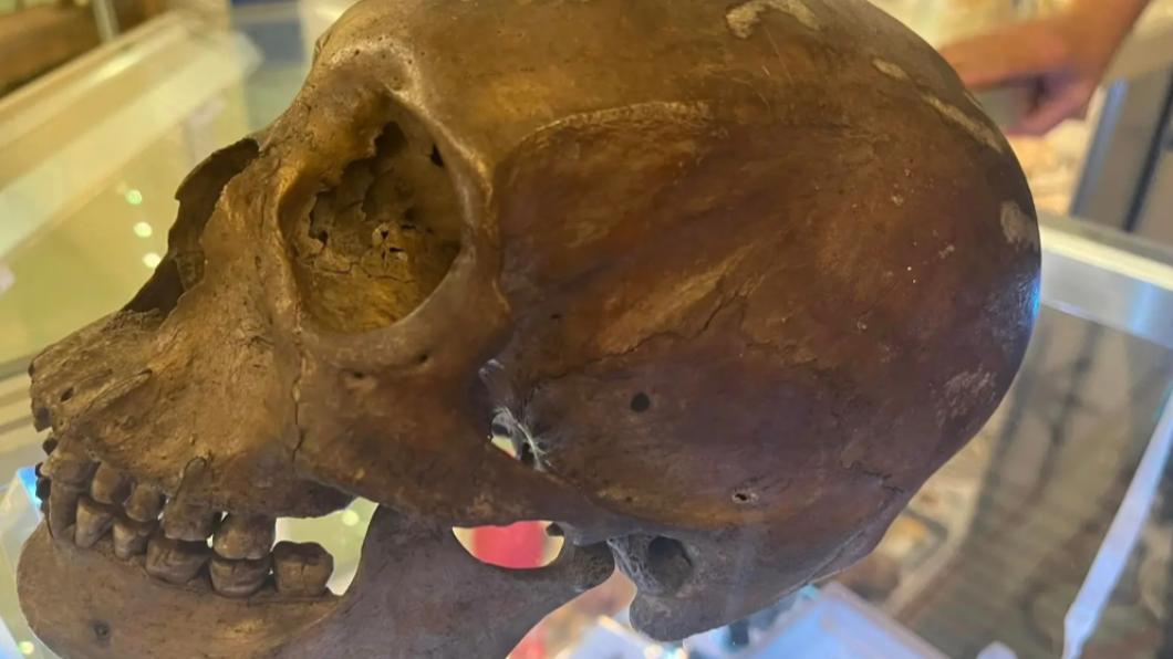 有人類學家在二手商店找到人類頭骨。（圖／翻攝自Lee County Sheriff’s Office）
