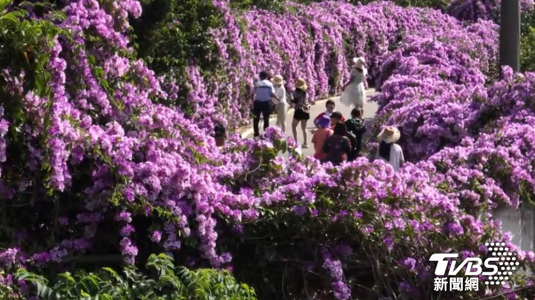 200公尺蒜香藤花海美炸 搶拍苗栗「紫色花瀑」(張麥斯/畫面提供)