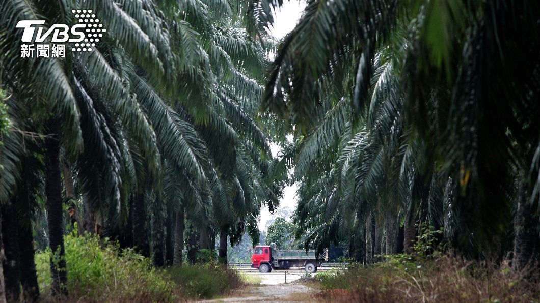 馬來西亞棕櫚樹林。（圖／達志影像美聯社）