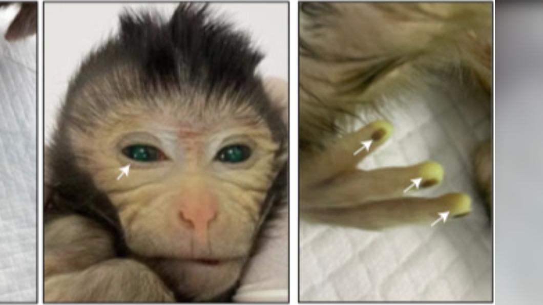 中國科學家團隊成功在實驗中得出「嵌合猴」。（圖／翻攝自細胞期刊）