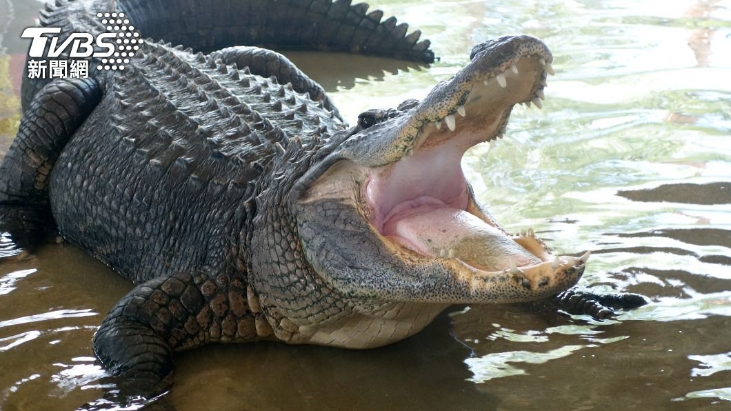 澳洲傳出一起鱷魚襲人的事件。（示意圖／shutterstock 達志影像）