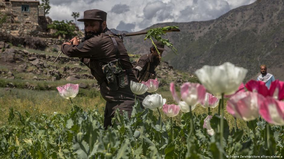 阿富汗統治者塔利班，正在嚴格禁止種植罌粟。（圖／德國之聲提供）