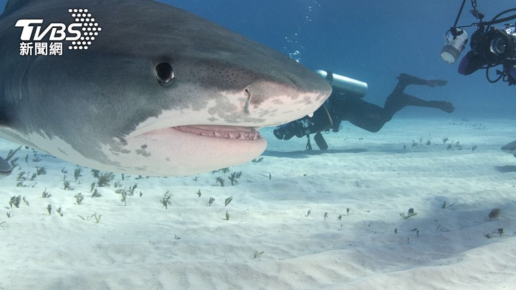 澳洲女子潛水遭大白鯊襲擊。（示意圖／Shutterstock達志影像）