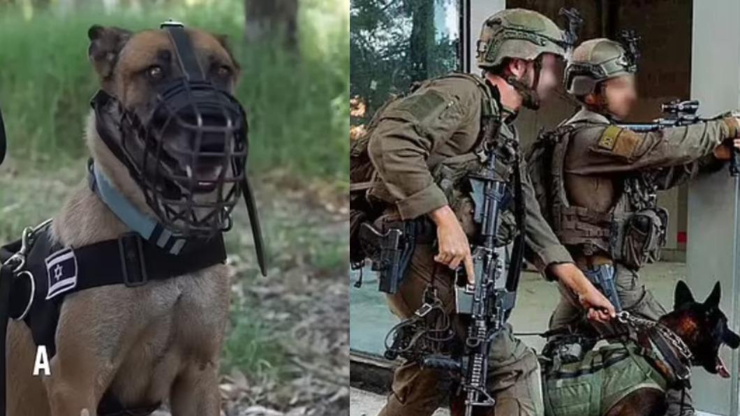 以色列軍犬部隊「Oketz」可嗅出爆裂物、定位隱藏地道、追蹤並獵殺恐怖分子。（圖／翻攝自《每日郵報》）