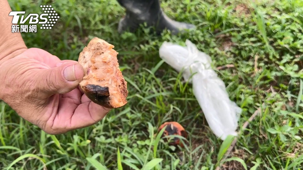 圖 天天被獼猴啃農作物！高雄市府要台南「