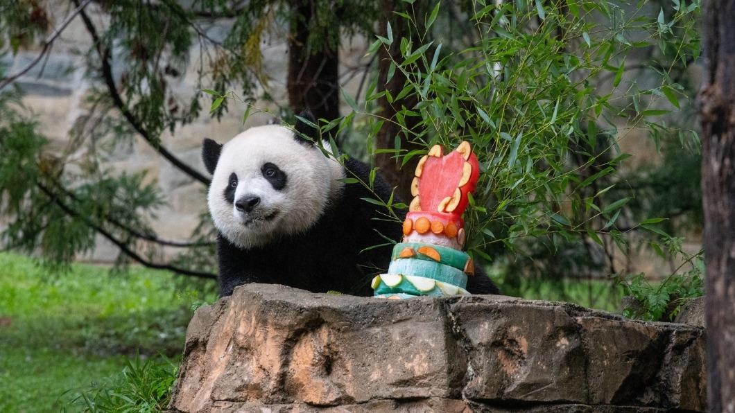 美國華府國家動物園一口氣送3隻大小貓熊回中國。（圖／翻攝自Smithsonian’s National Zoo）