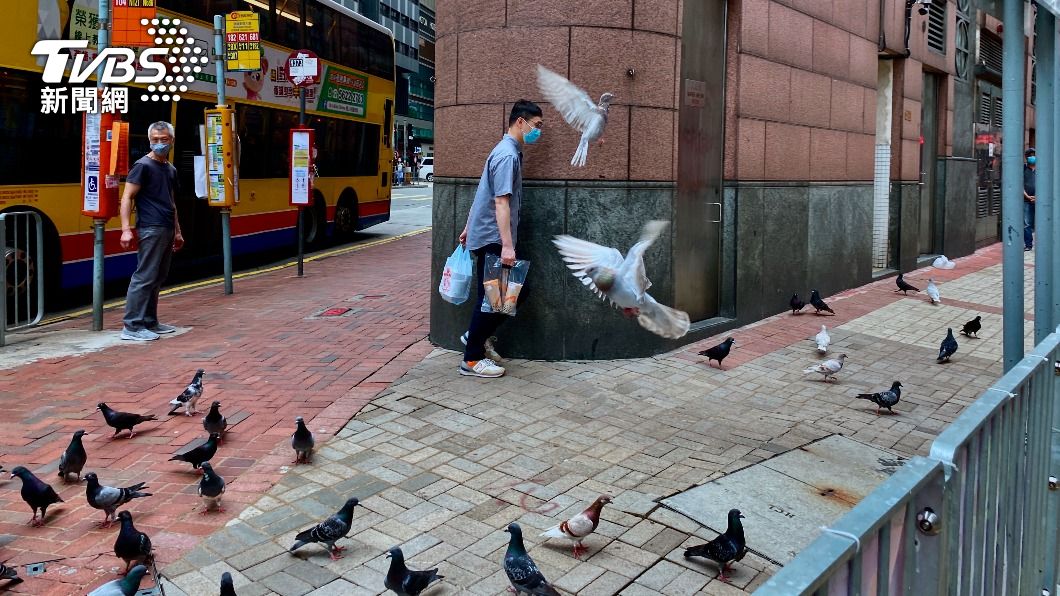 香港為了防止野鴿群聚和失控增長，造成街道或社區髒亂，擬修法加重罰款金額，並附加刑事責任嚇阻。（圖／達志影像美聯社）